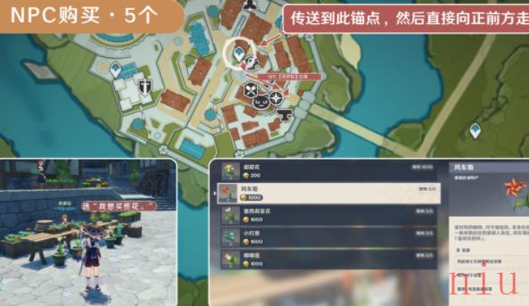 原神风车菊在哪里购买