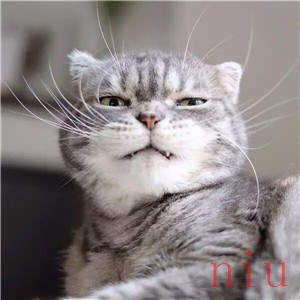 抖音搓脚猫梗原视频在哪里
