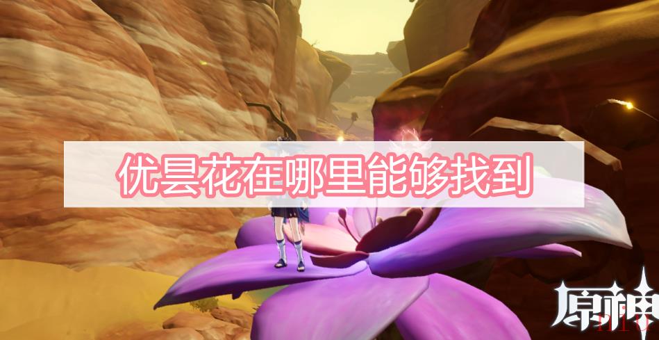 优昙花在哪里能够找到
