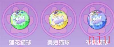 训练猫球方法