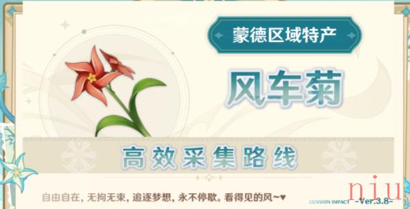原神风车菊在哪里购买