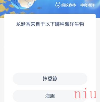 龙涎香来自于以下哪种生物